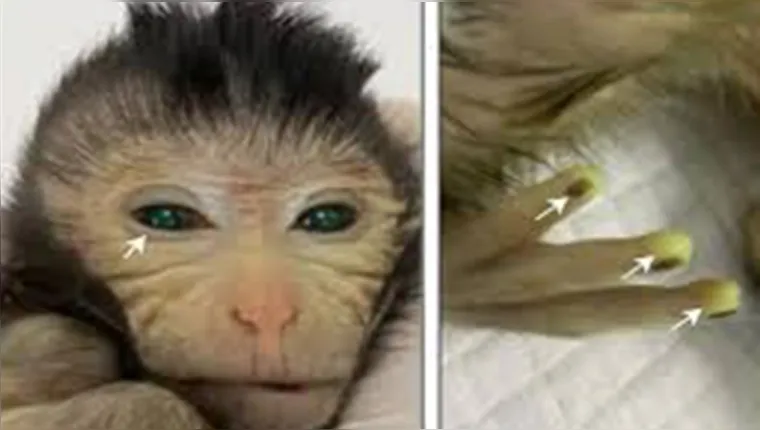 Imagem ilustrativa da notícia Cientistas chineses criam macaco com dedos fluorescentes