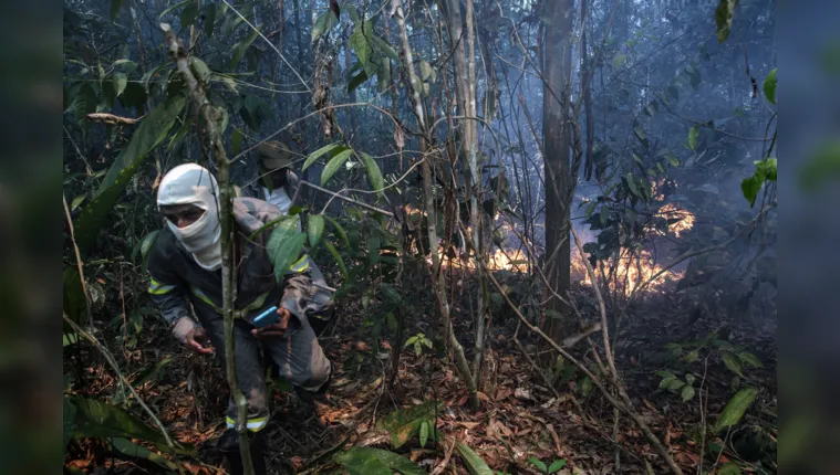 Imagem ilustrativa da notícia Documentário mostra brigadistas que combatem incêndios