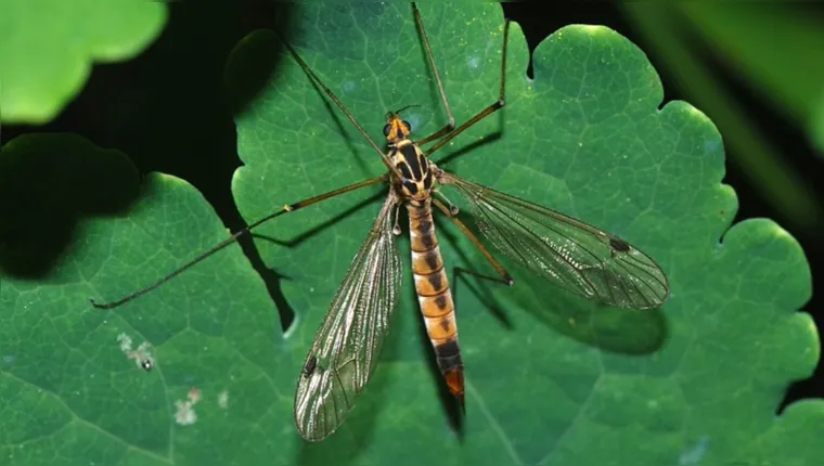 Imagem ilustrativa da notícia Tipulidaes: "carapanãs" gigantes ajudam a controlar o Aedes