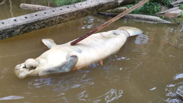 Imagem ilustrativa da notícia Peixe-boi morre após naufrágio de balsa em Muaná