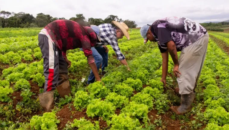 Imagem ilustrativa da notícia Produção da agricultura familiar deve compor merenda escolar