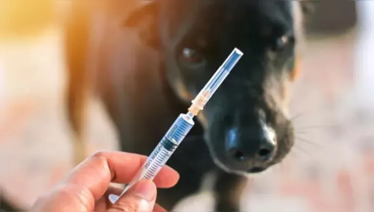 Imagem ilustrativa da notícia Esperança! EUA anuncia vacina contra câncer para cães