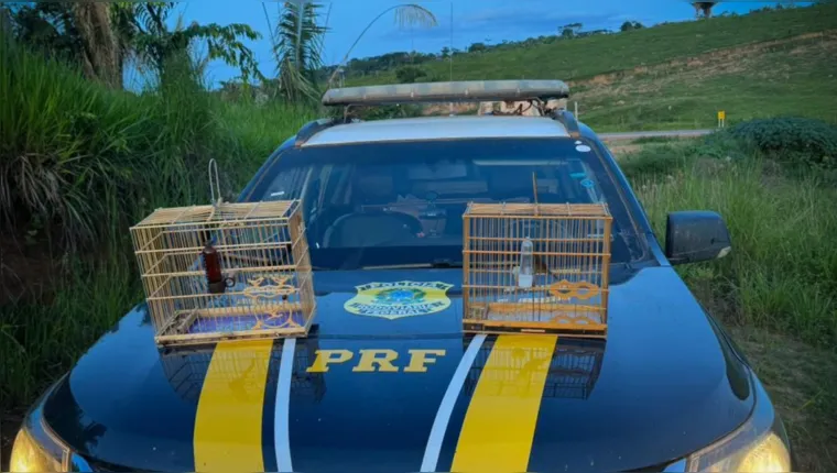 Imagem ilustrativa da notícia PRF prende dupla que transportava ilegalmente aves no PA