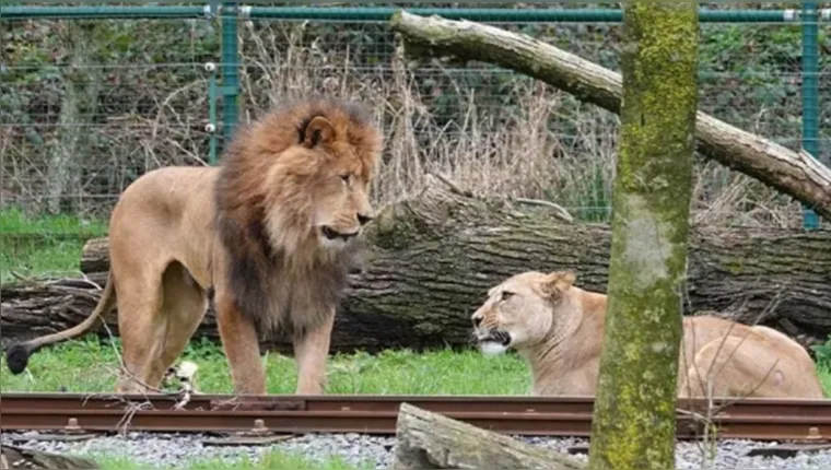 Imagem ilustrativa da notícia Acasalamento fracassa e leão mata leoa em zoo na Bélgica