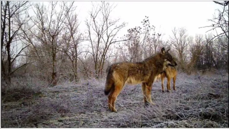 Imagem ilustrativa da notícia "Lobo loiro": híbridos de cães e lobos se espalham na Europa