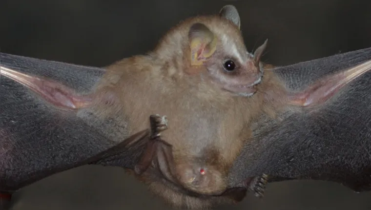 Imagem ilustrativa da notícia Pesquisadores da Vale identificam nova espécie de morcego