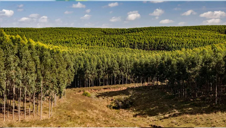 Imagem ilustrativa da notícia PL quer tirar silvicultura da lista de atividades poluidoras