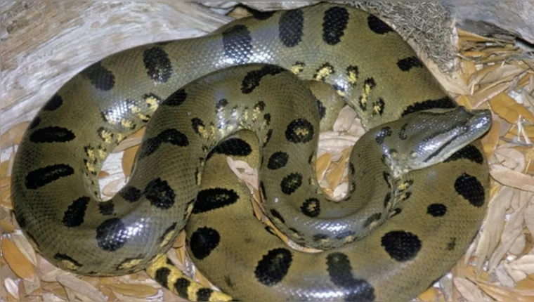 Imagem ilustrativa da notícia Venenosas: cobras são as que mais causam acidentes no Pará