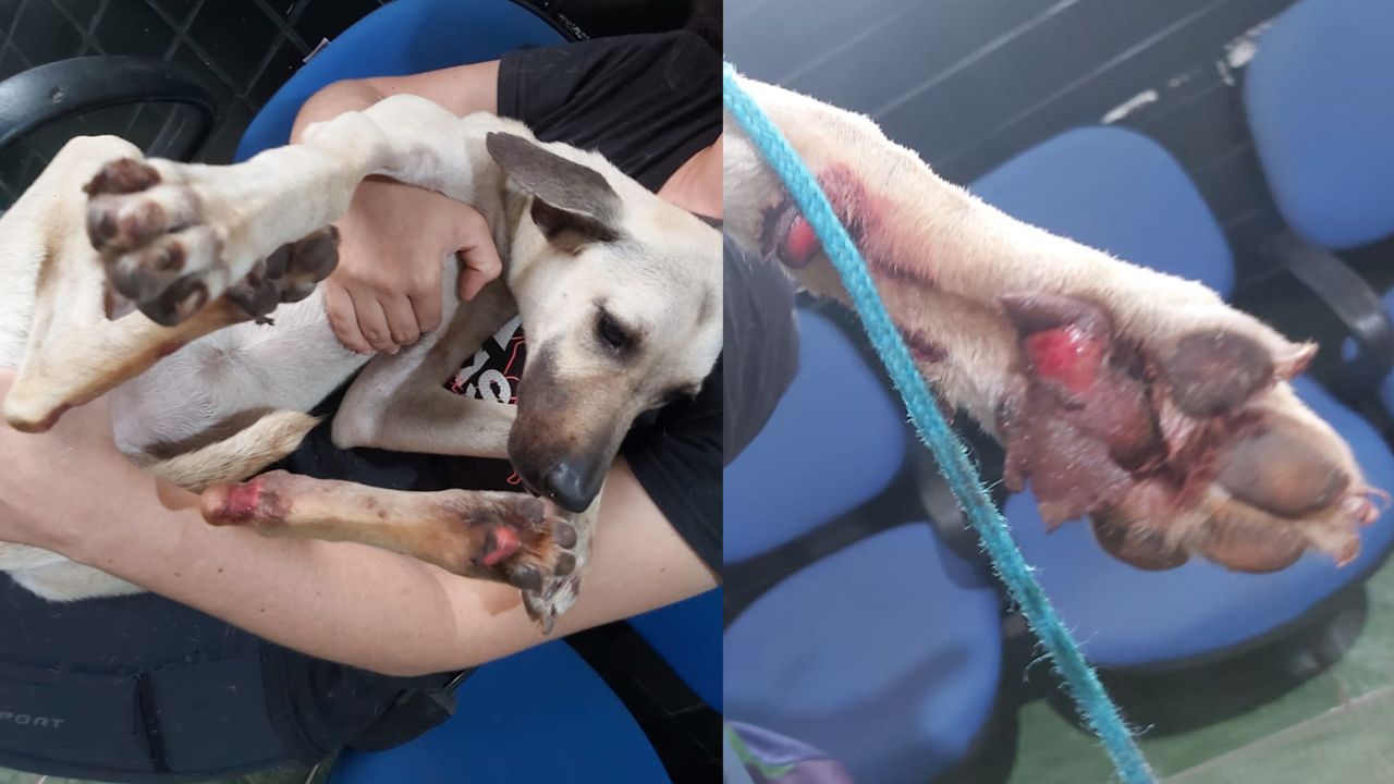 A cadela que ficou com vários ferimentos nas patinhas recebeu tratamento veterinário e está sendo cuidada por protetores de animais da cidade.