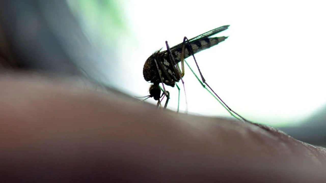 A febre oropouche é uma doença infecciosa aguda causada pelo vírus de mesmo nome, um arbovírus da família Bunyaviridae, que é transmitido por mosquitos Culicoides paraensis (também conhecido como borrachudo).