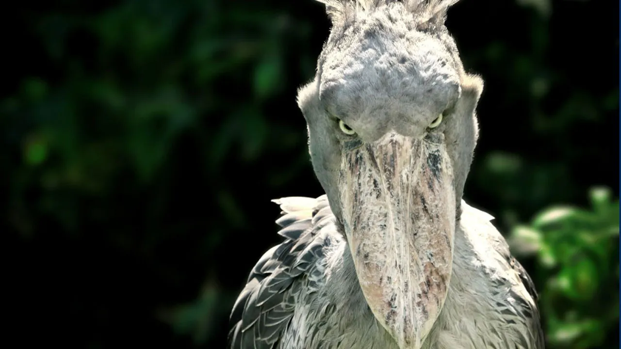 Bico-de-Sapato ostenta o terceiro maior bico de ave do mundo, medindo aproximadamente 0,3 metros.