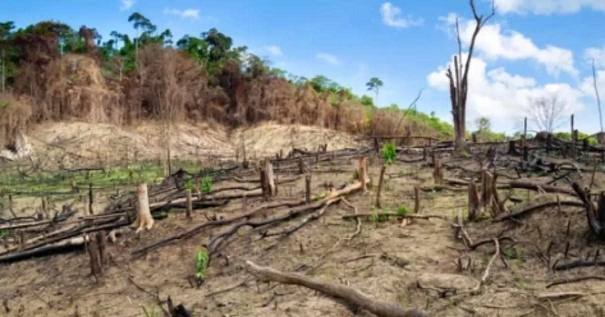 Em menos de 3 meses, o fazendeiro desmatou 56,49 hectares de floresta no município de Itaituba.