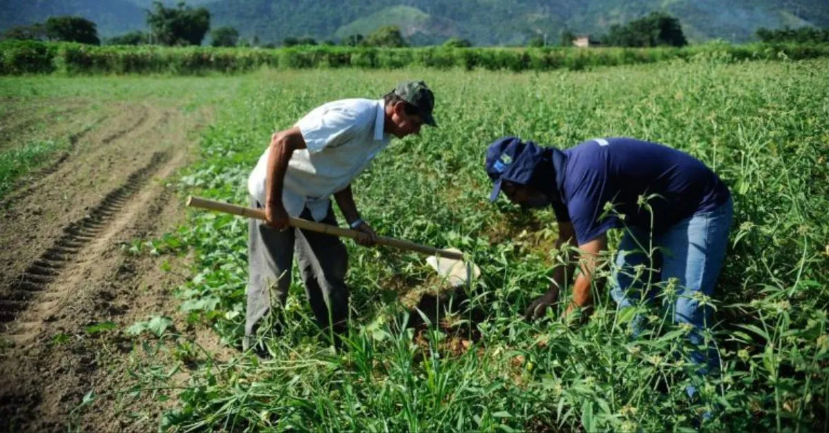 Essas propriedades são responsáveis por 23% do valor bruto da produção agropecuária do país