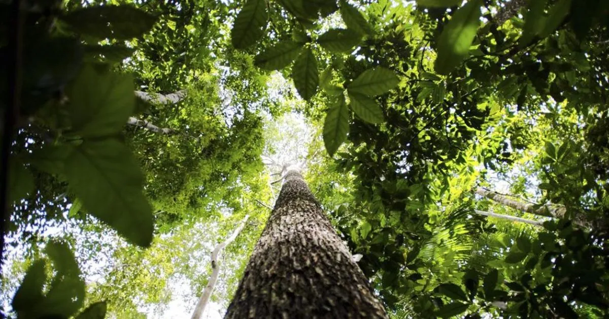 Investimento sustentável que pode transformar a Amazônia!