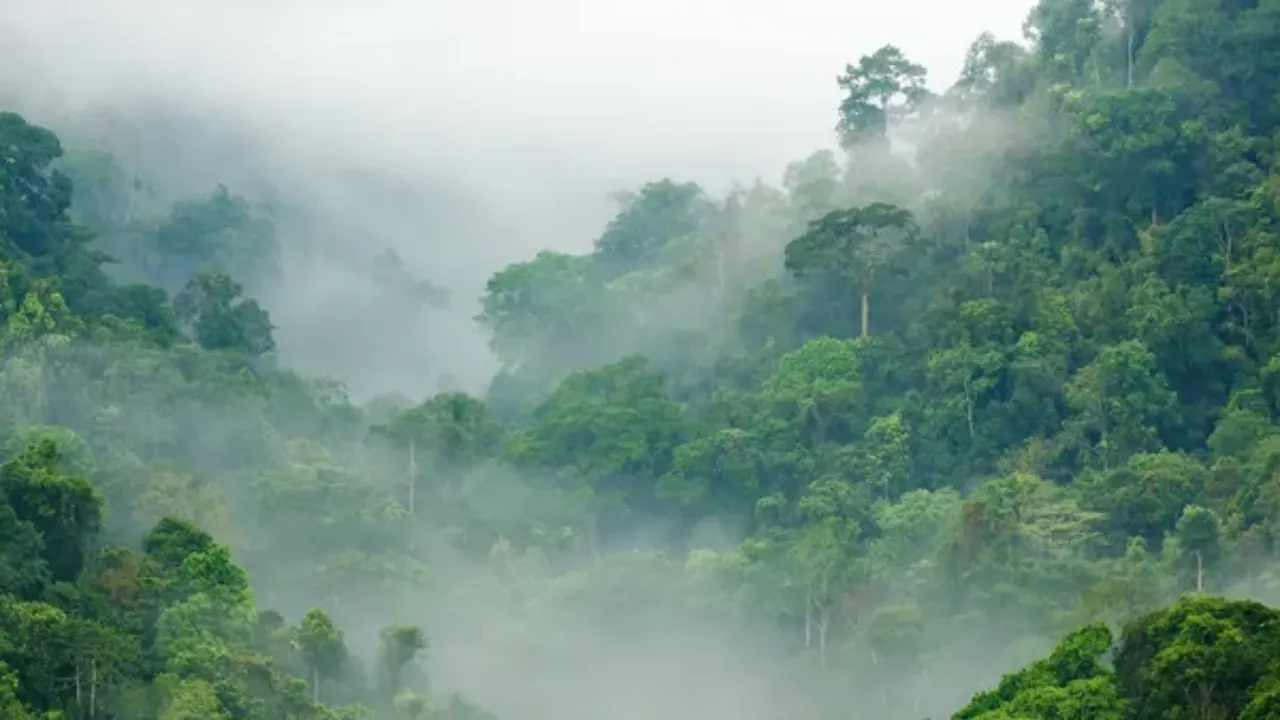 O futuro das florestas tropicais estão em risco por conta do aquecimento global!