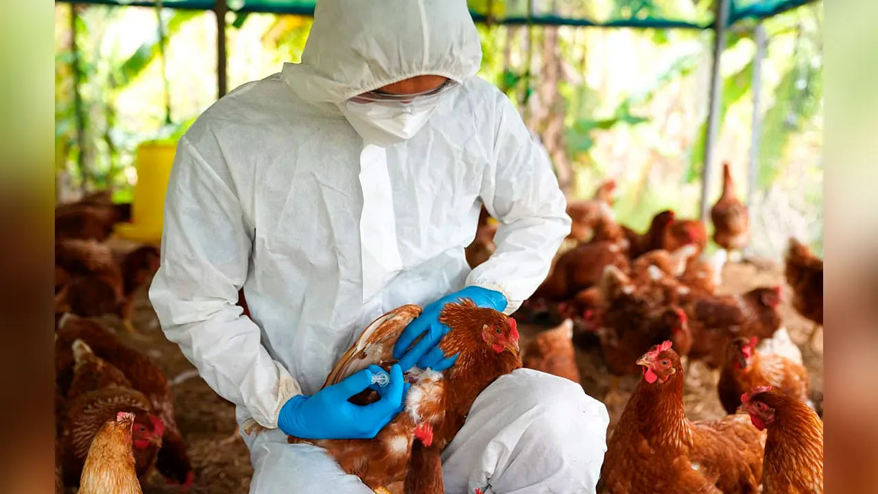 No mês de outubro de 2023, foram relatadas duas novas infecções humanas com o vírus da gripe aviária H5N1 no Camboja