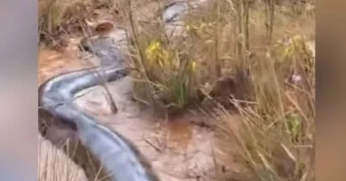 Cobra gigante estava em córrego no interior de Goiás