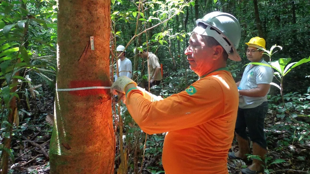 O seminário chamado de “Manejo Florestal Comunitário e Familiar na Amazônia” está sendo organizado pelo Observatório do Manejo Florestal Comunitário e Familiar (OMFCF).