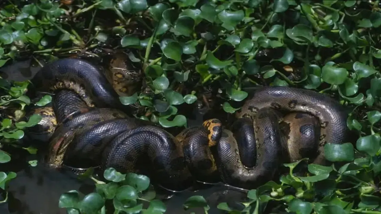 A nova cobra gigante foi descoberta por 14 pesquisadores.