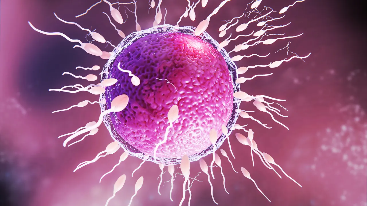 Composto pode inibir temporariamente proteína capaz de produzir espermatozoides viáveis