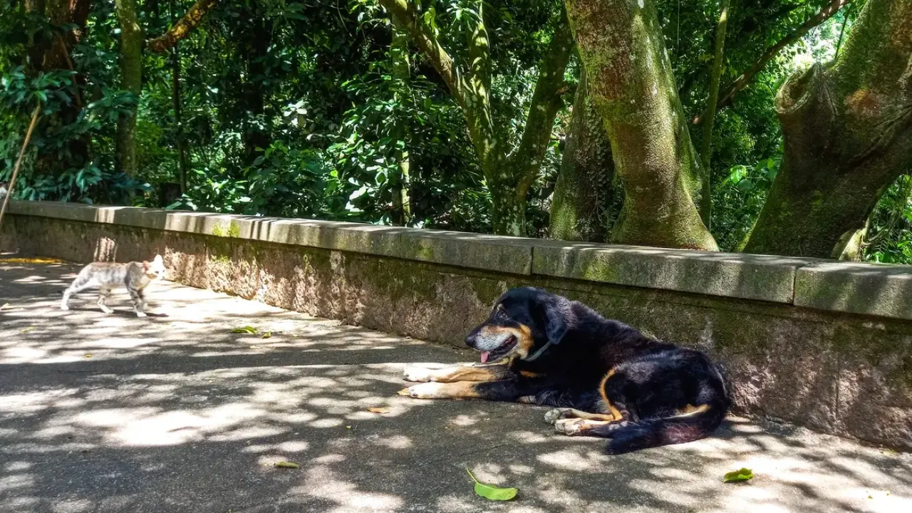 O que fazer quando perder seu cão ou gato? Conheça algumas iniciativas para ajudar a superar o luto