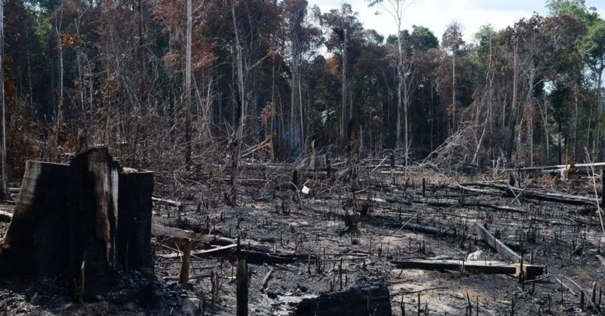 Desmatamento na Amazônia