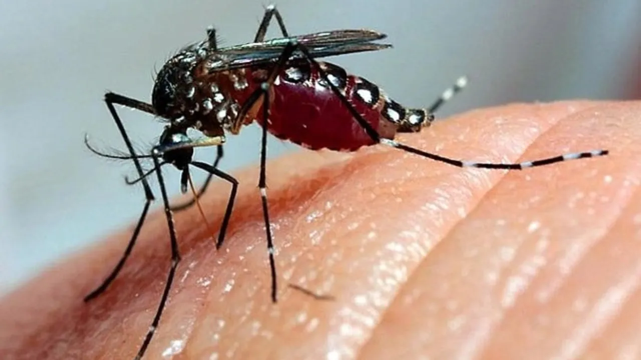 Segundo a OMS, o Brasil tem quase 6,3 milhões de possíveis casos de dengue.