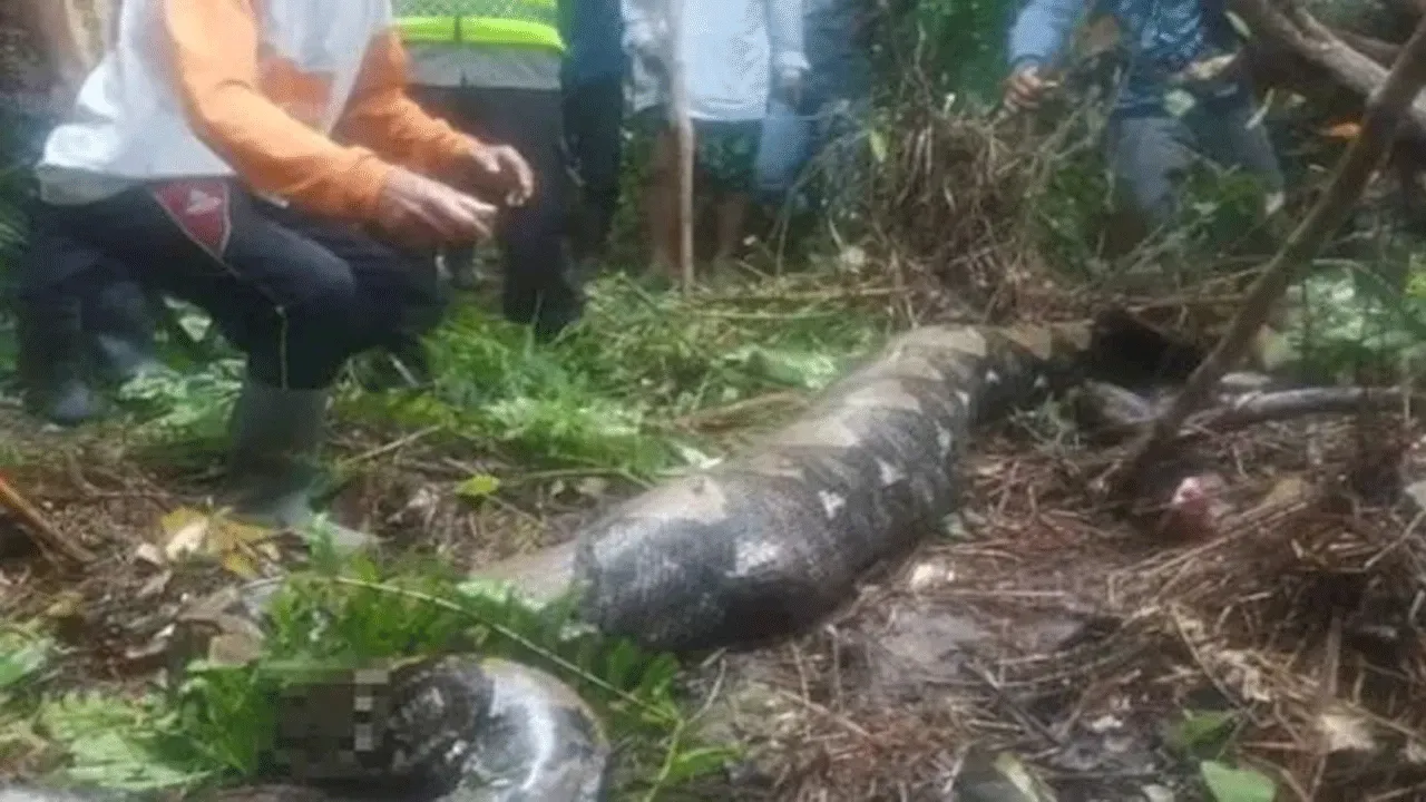 Mulher dentro de cobra píton