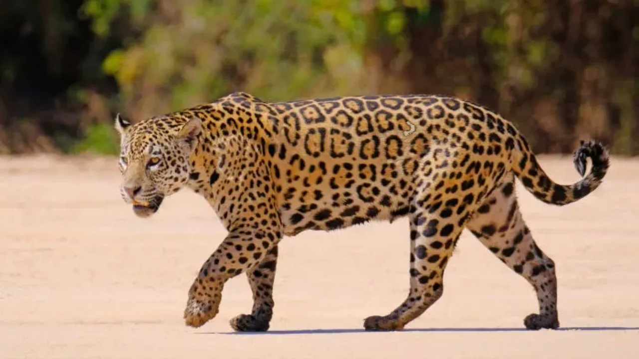 Onça pintada também conhecida como Jaguar