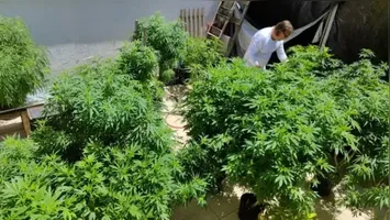 Plantação de Cannabis