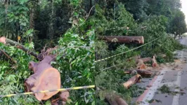 Árvore do Bosque tombou com ventania