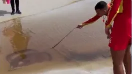 Bombeiros resgatam o animal do lago formado na areia da praia