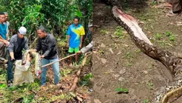 Serpente levaria dias para digerir o corpo da vítima