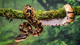 A cobra é um animal com diversas simbologias diferentes