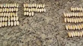 Capsulas de cocaína retiradas de estômago dos detidos