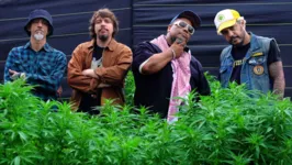 Imagem ilustrativa da notícia Planet Hemp lança videoclipe gravado em fazenda de maconha