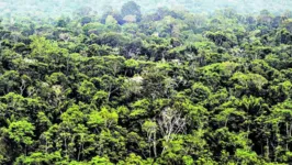 Dados do MapBiomas Alerta revelam que, na Amazônia, houve redução do desmatamento em todos os estados, exceto no Amapá