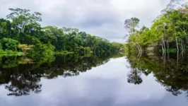 Selva na fronteira entre Brasil e Peru. Rio Yavari em Javari Valley (Valle del Yavar) América do Sul.