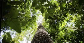 Investimento sustentável que pode transformar a Amazônia!