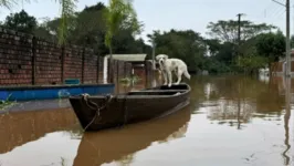 Uma das empresas indiciadas vendia animais no Rio Grande do Sul.