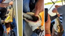 Um peixe de grande porte da espécie pirarara ficou entalado depois de tentar engolir uma iguana