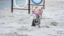 Parque pet oferece serviços de saúde, lazer e interação ao ar livre com os animais