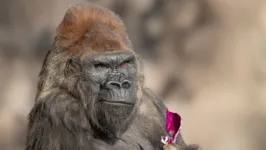 O gorila Winston tinha 52 anos e estava entre os mais velhos do mundo.