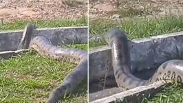 A cobra foi filmada por um trabalhador que passava pelo local