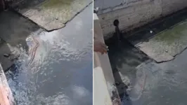 A cobra foi vista por pessoas que passavam nas proximidades do canal da Tamandaré