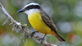 Entenda o porquê de essas aves atacaram grandes predadores como o gavião.