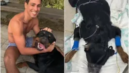 Romeu, cachorro do ator Cauã Reymond, foi uma das vítimas do envenenamento