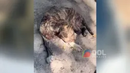 Cachorro estava infectado por carrapatos e pulgas