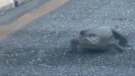 Vídeo de internauta registra momento em que um jacaré foi avistado passeando pela avenida Júlio César, em Belém.