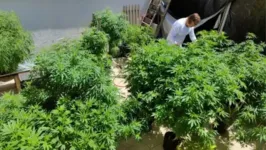 Plantação de Cannabis